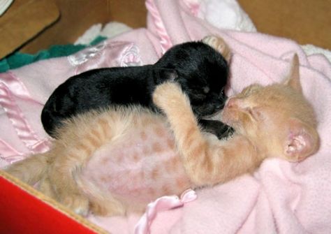 orphaned kitten and puppy bonding Kitten Cuddle, Puppy And Kitten, Ginger Kitten, Rescue Puppies, Black Puppy, Foster Kittens, Puppies And Kitties, Animals Friendship, Puppy Names