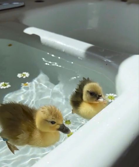 Aesthetic Backgrounds Horizontal, Duck In Water, Pet Ducks, Cute Ducklings, Duck Bird, Funny Duck, Cute Small Animals, Baby Ducks, Happy Vibes