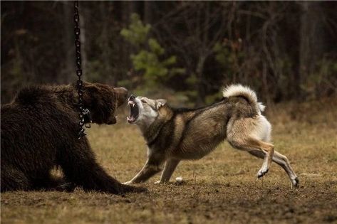 Working Dog Photography, Siberian Laika, Wolf Dog Puppy, Wolf Hunting, Wolf Poses, Types Of Dogs Breeds, Hunting Dogs Breeds, Dog Wolf, Beautiful Dog Breeds