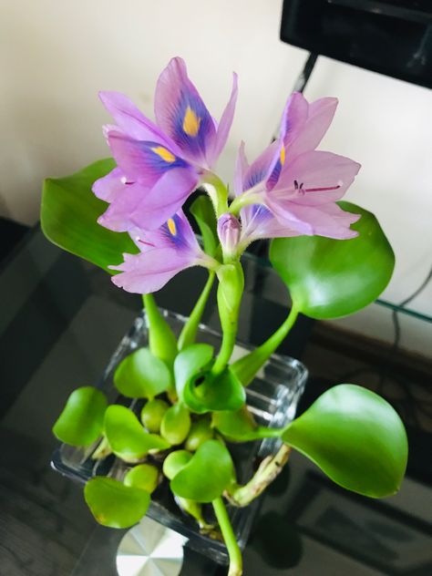 Water Hyacinth Flower, Desert Rose Plant, Hyacinth Flowers, Pineapple Wallpaper, Plant Goals, Floating Plants, Fish Tank Plants, Fruit Flowers, Nothing But Flowers