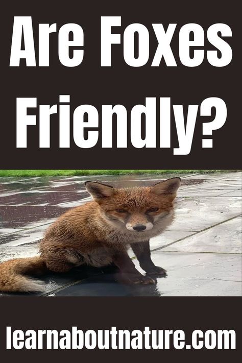 Are Foxes Friendly? Fox Types, Types Of Foxes, Nature Website, Land Animals, Forest Fox, About Nature, Wild Animals, A Cat, Animals Wild