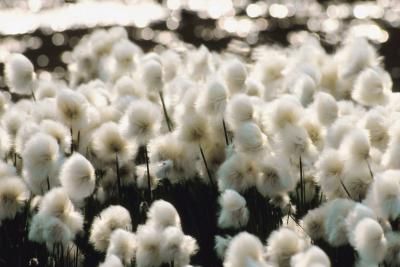 With its fluffy, 2-inch wide, cream-colored flower heads, bunny tail (Lagurus ovatus), also known as hare's tail grass, can add ornamental value to gardens within U.S. Department of Agriculture plant hardiness zones 8 through 10. This Mediterranean native, which can grow 12 to 24 inches tall and 12 inches wide, easily adorns areas with sandy, well-draining soil where other plants refuse to grow. Although the seeds can be direct sown into the garden in cool soil after the spring frost has pas... Growing Grass From Seed, Seed Raising, Goth Garden, Growing Grass, Seed Starting Mix, Hardiness Zones, Flower Cart, Bunny Tails, Cut Flower Garden