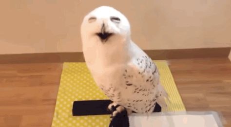 Yup, we’ve all been there, snowy owl. | This Owl Is All Of Us When We Are Stoned Owl Laughing, Owl Pictures, Funny Birds, Weird Animals, Cute Owl, 귀여운 동물, Cute Funny Animals, Animal Gifs, Funny Animal Videos