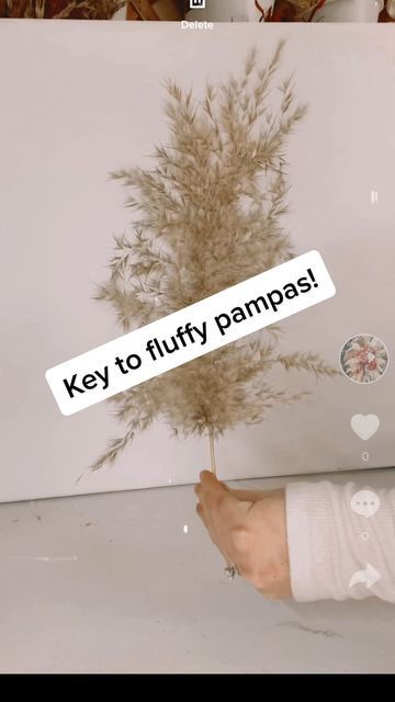 DIYish - Designs Intended for You on Instagram: "☀️ Did you know this?! This would have been sooooo helpful for me to know when I was planning my own wedding full of pampas! So I am sharing with you in case you are like me and did not know :) Pampas expands with HEAT! I never knew that! I was seeing all of these amazing fluffy arrangements and then I got my pampas and it was all scrawny and was not filling my designs how it wanted it to. It wasn’t until one day I decided to work outside to imp Diy Pampas Grass Bouquet, How To Make A Pampas Grass Wall Arrangement, How To Fluff Pampas, Diy Pampas Grass Arrangement, Pampas Grass Chandelier, Pampas Flower Arrangement, Grass Arrangements, Terracotta Diy, Pampas Arrangement