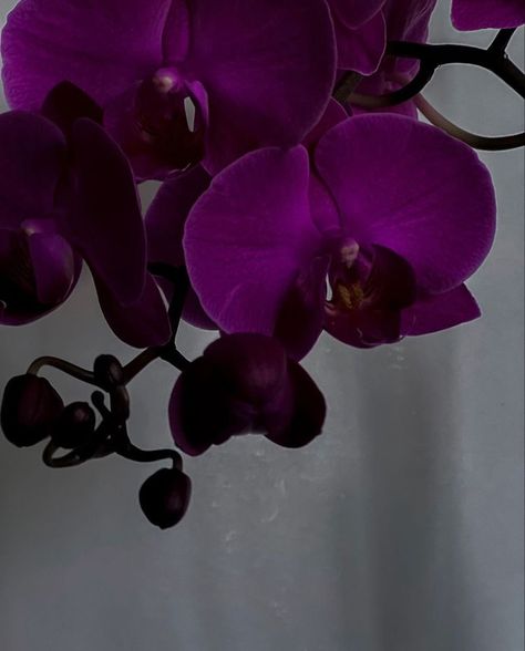 Purple Orchid Aesthetic, Secretary 2002, Plum Color Palette, Dark Purple Flowers, Purple Bedrooms, Purple Flowers Wallpaper, Purple Bedroom, Purple Vibe, Winter Color Palette