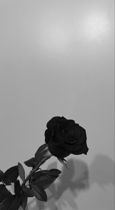 Black Featured Photos Facebook Aesthetic, Romantic Black Aesthetic, Rose Aesthetic Pics, Black Rose Wallpaper Aesthetic, Black Rose Flower Aesthetic, Flower Aesthetic Black And White, Rose Flower Black Background, Black Aesthetic Profile Picture, White Rose Black Background