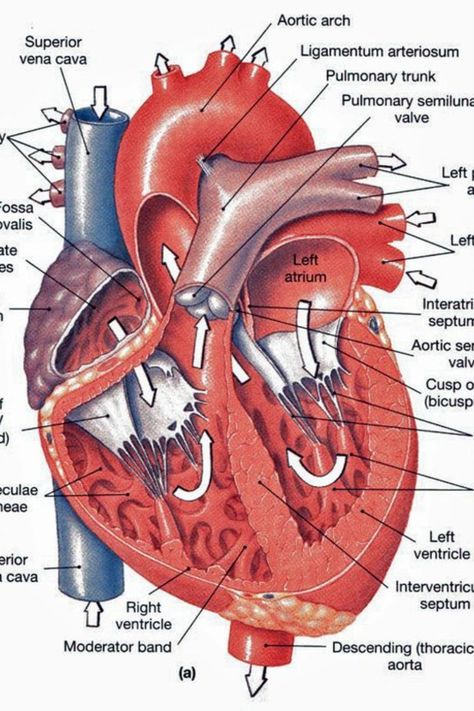 Heart Anatomy: chambers, valves and vessels|Health Care Chronic diseases|Health Care Health equity Patient advocacy|Health Care Nutrition Exercise programs|Health Care Health Equity, Heart Valves, Human Pictures, Heart Anatomy, Human Anatomy And Physiology, Medical Terms, Chronic Disease, Anatomy And Physiology, Human Anatomy