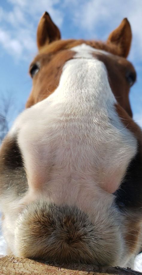 Horse Nose, Easy Horse Drawing, Horses Aesthetic, Horses Cute, Horses Funny, Draw A Horse, Drawing Nose, Funny Horse Pictures, Animal Noses