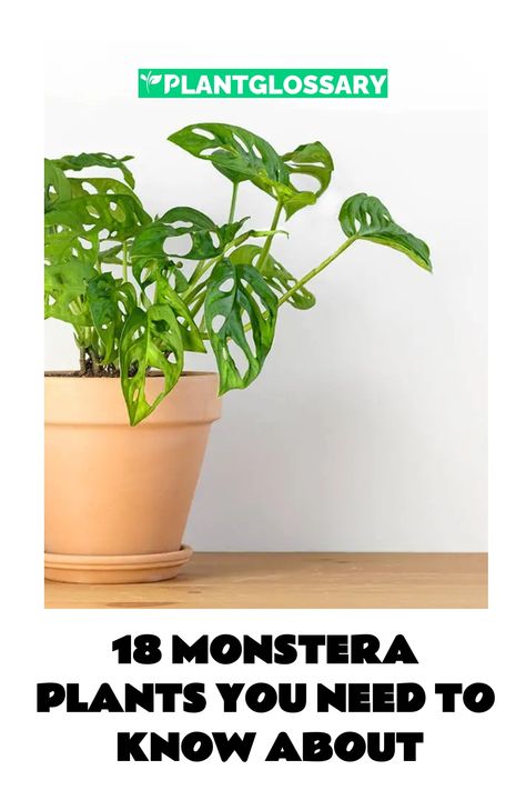 Known for their lush, perforated leaves, Monstera plants are a popular choice for indoor gardening. The genus includes a diverse range of species, each with its own unique features and growth habits. In this article, we’ll introduce you to 18 common types of Monstera plants, showcasing their distinctive characteristics and providing care tips. Whether you’re a seasoned plant enthusiast or just starting out, you’ll find valuable information to help you choose the perfect Monstera. Monstera Fenestration, Types Of Monstera Plants, Monstera Types, Types Of House Plants, Monstera Plant Care, South American Rainforest, Monstera Obliqua, Monstera Plants, Monstera Adansonii