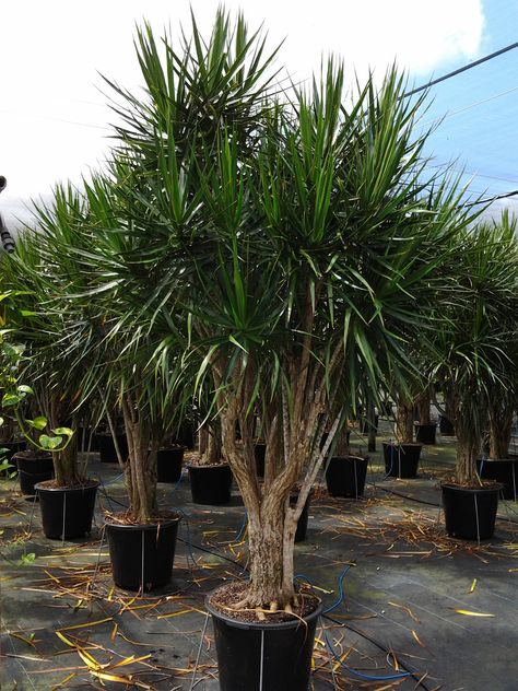 Dracaena Marginata - Google Search Dracena Marginata, Marginata Plant, Dracaena Marginata, Dracaena Plant, Florida Plants, Tropical Foliage, Plant Lighting, Tall Plants, Foliage Plants