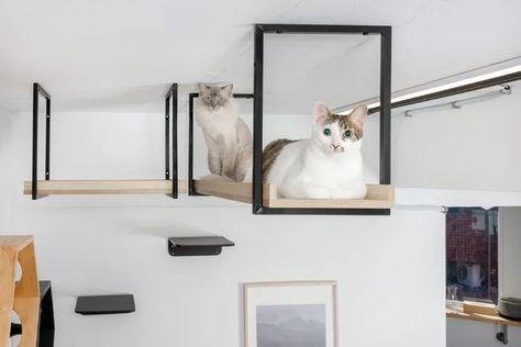 Tucker Murphy Pet™ Tucker Murphy Pet™ Avenue 23.5 In. Black Wall-Mounted Cat Walkway Superhighway | Wayfair Cat Walkway, Floating Cat Shelves, Modern Cat Bed, Cat Shelf, Cat Wall Shelves, Cat Wall Furniture, Long Cat, Cat Playground, Cat Perch