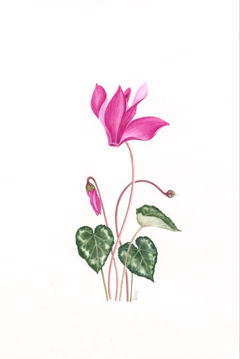 Cyclamen Flower Tattoo, Cyclamen Illustration, Cyclamen Drawing, Cyclamen Watercolor, Cyclamen Painting, Cyclamen Tattoo, Small Flower Drawings, Cyclamen Care, Cyclamen Flower