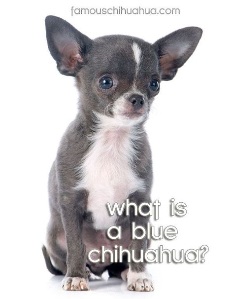 Blue Chihuahua Puppies, Chichuachua Puppies, Grey Chihuahua, Blue Merle Chihuahua, Apple Head Chihuahua, Blue Chihuahua, Chihuahua Facts, Merle Chihuahua, Chihuahua Breeds