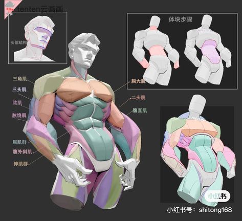 How To Render Muscles, Male Anatomy Art Reference, Male Hip Anatomy, Torso Reference Men, Human Muscles Anatomy, Muscle Shading Reference, Torso Angles, Male Back Anatomy, Muscle Pose Reference