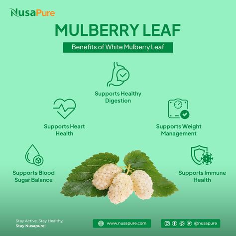 🌿 Benefits of White Mulberry Leaf 🌿 White Mulberry Leaf is a powerful herb known for its health-supporting properties. Here's how it can support your wellness journey: 1️⃣ Supports Blood Sugar Balance 2️⃣ Supports Heart Health 3️⃣ Supports Healthy Digestion 4️⃣ Supports Weight Management 5️⃣ Supports Immune Health Stay Active Stay Healthy Stay NusaPure! . . . #WhiteMulberryLeaf #SupportsHeartHealth #SupportsDigestiveHealth #SupportsImmuneSupport #HealthyLiving #WellnessJourney #HealthSupp... Mulberry Leaf Benefits, Blood Sugar Balance, White Mulberry, Mulberry Leaf, Health Management, Wellness Journey, Immune Health, Healthy Digestion, Heart Health