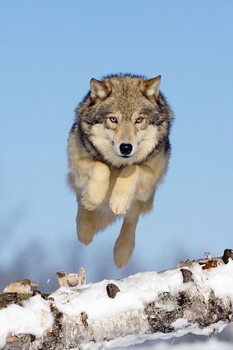 jumping wolf , amazing wolf Wolf Jumping, Timber Wolves, Regnul Animal, Jaime Lannister, Wolf Love, Wild Wolf, Wolf Pictures, Wolf Spirit, Beautiful Wolves