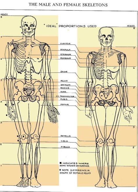 esqueleto Drawing Male Anatomy, Human Anatomy Chart, Anatomy For Sculptors, Female Skeleton, Human Skeleton Anatomy, Skeleton Anatomy, Male Figure Drawing, Sculpting Tutorials, Human Body Parts