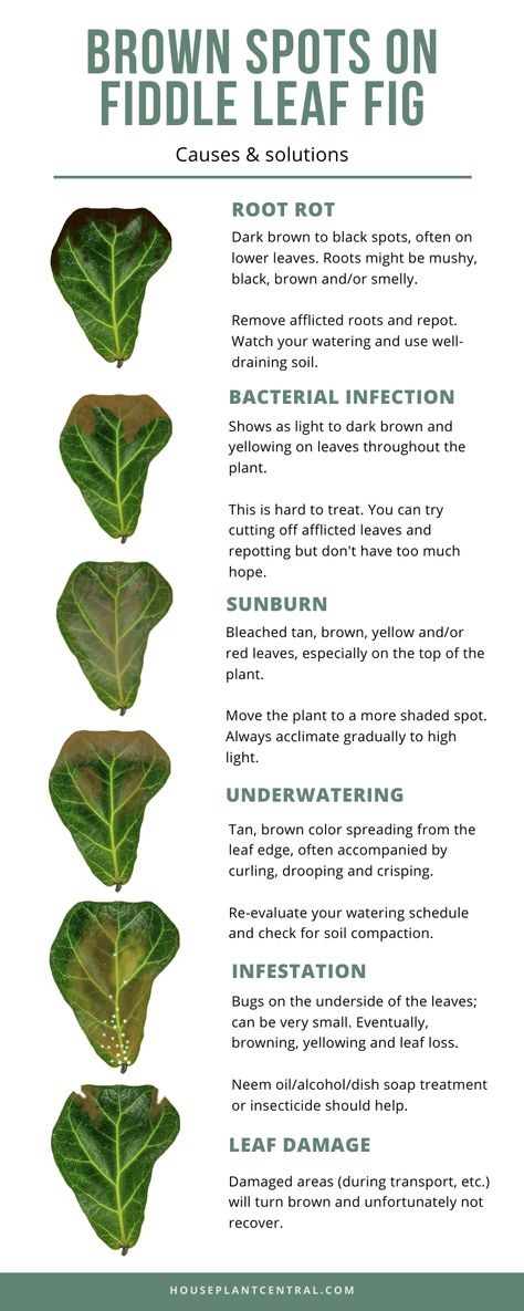 Is your fiddle leaf fig houseplant not looking so hot? Figuring out what's wrong is essential to being able to figure out the issue. Find out the most common fiddle leaf fig problems. #houseplants #plants #indoorgarden Fiddle Leaf Tree Pot Ideas, Fiddle Fig Tree Indoor, Repotting Fiddle Leaf Fig Tree, Fiddle Leaf Tree Care, Fiddle Leaf Fig Tree Indoor, Fig Tree Care, Indoor Tree Plants, Fig Leaf Tree, Fiddle Leaf Fig Care