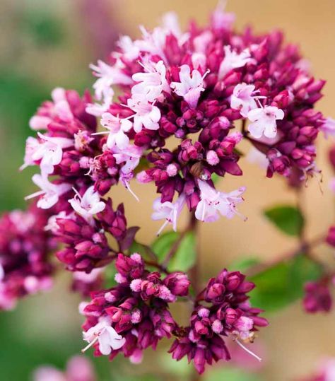 Valued for its showy clusters of small, violet-red flowers and its fabulous foliage display, purple-flushed with dark plum veins, Origanum 'Rosenkuppel', commonly known as Marjoram or Ornamental Oregano, is a pretty addition to the garden. With a long season of interest from mid summer to fall, it creates outstanding combinations with the warm golds of Heliopsis helianthoides or the soft pink blossoms of Sedums and is attractive to butterflies. While its leaves are aromatic, don't add them to Wild Marjoram, Ornamental Oregano, Burgundy Garden, Origanum Vulgare, Wild Thyme, Oregano Essential Oil, Courtyard Gardens, Fountain Design, Plant Combinations