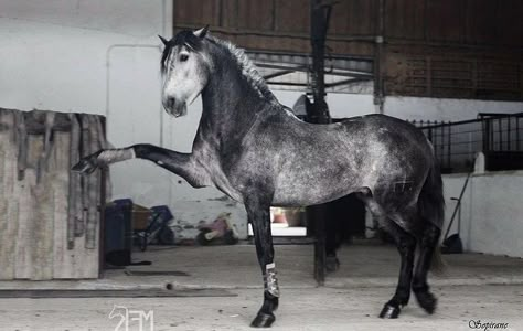 Black Draft Horse, Percheron Horses, Horse Markings, Horse Coat Colors, Horse Inspiration, Horse Aesthetic, Most Beautiful Horses, Grey Horse, Dressage Horses