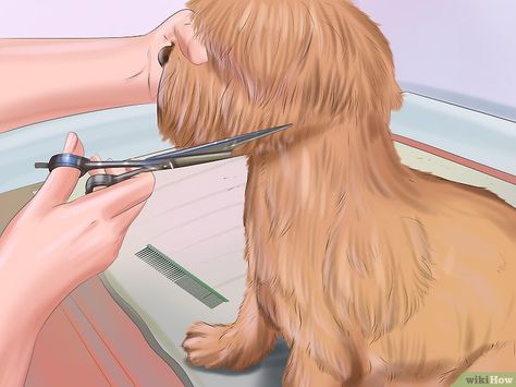 Comment toiletter son chien (avec images) - wikiHow Yorkie Puppy Cut, Yorkie Cuts, Chien Shih Tzu, Pet Grooming Salon, Dog Grooming Styles, Westminster Dog Show, Dog Grooming Scissors, Grooming Style, Dog Steps