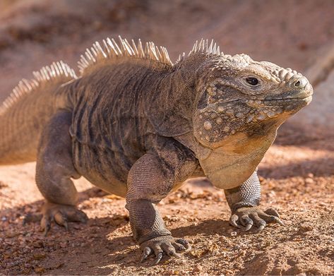 Rhinoceros Iguana, Spec Evo, Animal Reference, Disney Animals, Pet Rocks, Green Dragon, Reptiles And Amphibians, Animal Videos, Lizards