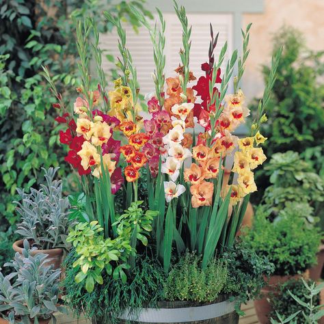 http://makinbacon.hubpages.com/hub/gladiolusgrowplantcaremeaning Gladiolus Bulbs, Gladiolus Flower, Bonsai Flower, Gladioli, Garden Bulbs, Flower Landscape, Container Flowers, Bulb Flowers, Planting Bulbs