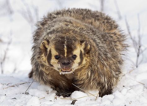 American badger American Badger, European Badger, Animal Collective, North American Animals, American Animals, Wooly Mammoth, Like A Lion, Discovery Channel, Grizzly Bear