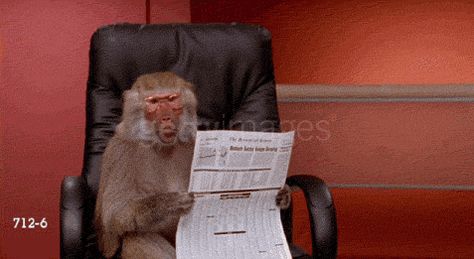 glasses newsletter newspaper baboon office monkey Baboon Monkey, Monkey Reading, Monkey Images, Monkey Gif, Reading Gif, Laughing Animals, Funny Monkey, Epic Fail, Monkeys Funny