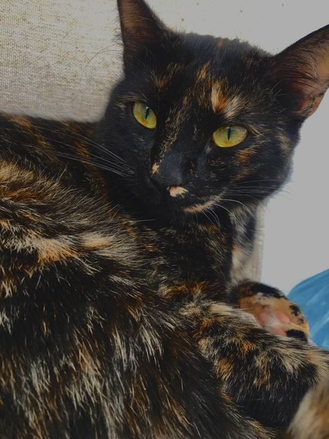 Black Tortoiseshell Cat, Black Tortie Cat, Dark Tortoiseshell Cat, Black And Orange Mixed Cat, Black Cat With Orange Spots, Black And Orange Kitten, Black Calico Cat, Black Cat Yellow Eyes, Black And Orange Cat