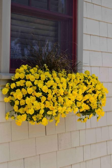 A survey of pansy photos Winter Pansies, Window Box Plants, Windowsill Garden, Hgtv Garden, Window Box Flowers, Balcony Flowers, Yellow Plants, Most Popular Flowers, Patio Pots