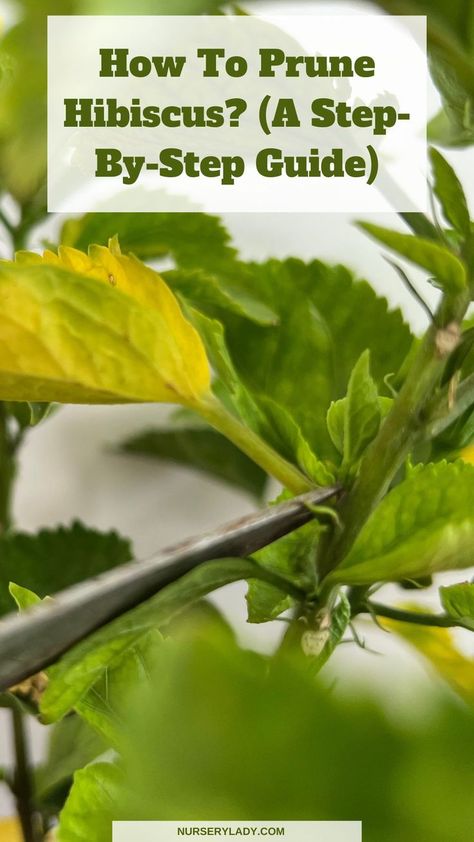 To correctly prune a hibiscus plant, first, you need to find a node and trim the branch 1/4th inch above the node. Don’t prune more than 1/3rd or 1/4th of the plant, but trim the dead, damaged parts and leggy limbs. Pruning the plant encourages new growth in the hibiscus plant. Hardy Hibiscus Plant, Colorful Landscaping, Growing Hibiscus, Hibiscus Garden, Hibiscus Tree, Growing Raspberries, Hardy Hibiscus, Flowering Bushes, Shade Garden Plants