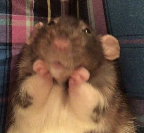 Silly Animal Pictures, Funny Rats, Funny Hamsters, A Hamster, Cute Rats, Funny Animal Photos, Pet Rats, Cute Hamsters, Silly Animals