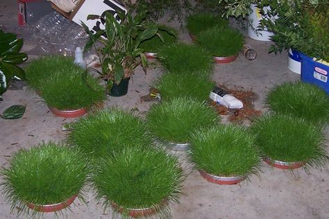 Growing Grass for Decorating | Miss Kopy Kat Grass Centerpieces, Baseball Banquet, Grass Centerpiece, Spring Luncheon, Backyard Party Decorations, Derby Party Ideas, Golf Party Decorations, Growing Grass, Banquet Decorations