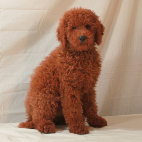 Teddy Haircut, Red Poodle Puppy, Poodle Puppy Training, Moyen Poodle, Hypoallergenic Dog Breed, Poodle Haircut, Poodle Cuts, Red Poodles, Golden Doodles