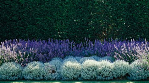 Mass Planting Landscape Design, Paul Bangay Gardens, Garden Reference, Lynda Gardener, Melbourne Garden, Clematis Armandii, Gardener Aesthetic, Rustic Shed, Garden Board