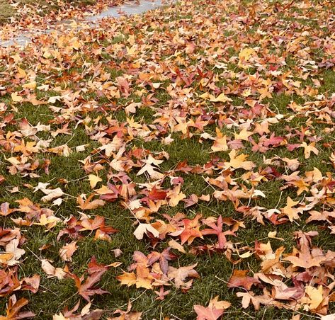 Crunchy Leaves Aesthetic, Fall Front Yard, Aesthetic Fall Vibes, Autumn Fall Aesthetic, Autumn Core, Raking Leaves, Fall Ball, Crunchy Leaves, Leaves Autumn