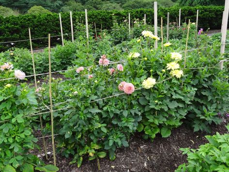 Dahlia Flower Garden, Farmers Market Flowers, Growing Cut Flowers, Bamboo Stakes, Garden At Home, Yard Inspiration, Dahlias Garden, Easy Plants To Grow, Diy Raised Garden