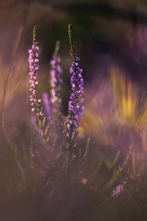 Lens Perspectives — Where the heather blooms …| Vyacheslav Mishchenko Heather Flower Aesthetic, Heather Wallpaper, Heather Aesthetic, Heathers Wallpaper, Art Ideas Watercolor, Alys Fowler, Different Types Of Aesthetics, Photography Of Flowers, Scottish Cottages