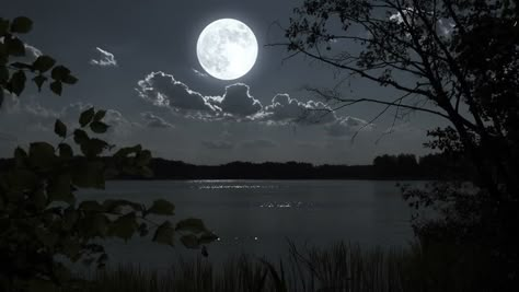 Moon Cover Photo Aesthetic, Moon Over Water, Happy August, Night Landscape Photography, Forest Moon, Full Moon Night, The Moon Is Beautiful, Night Background, Forest Background