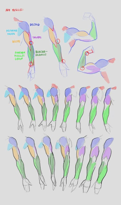 Female Arm Muscles Reference, Anatomy Arms Reference, Arm Muscle Anatomy Drawing, How To Draw Arm Muscles, Arm Muscles Anatomy Reference, Drawing Arms Tutorial, Arm Muscles Reference, Arms Reference Anatomy, Arm Muscles Drawing Reference