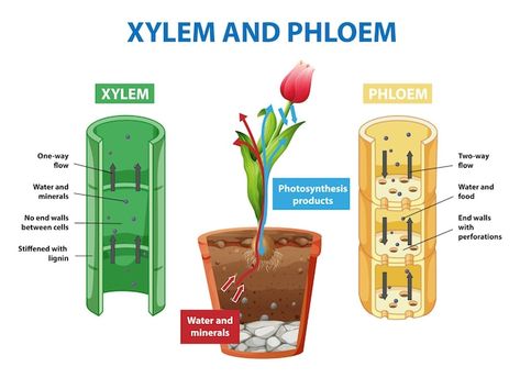 Xylem And Phloem, Plant Cells, Diagram Chart, Plant Cell, Green Tree, Photosynthesis, Vector Photo, Premium Vector, Vector Free