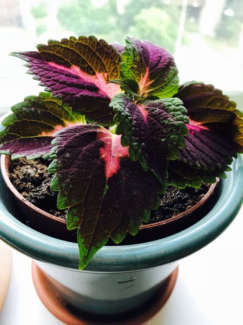 Coleus Tree, Coleus Scutellarioides, Coleus Plants, Houseplant Collection, Bottles Decoration Wedding, Courtyard Gardens Design, China Rose, Courtyard Gardens, Flowers And Garden