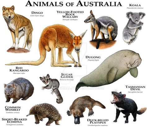 Animals of Australia by rogerdhall on DeviantArt Animals Of Australia, Animals Australia, Australia Animals, Animal Poster, Extinct Animals, Animal Species, Australian Animals, Animal Facts, Animal Posters