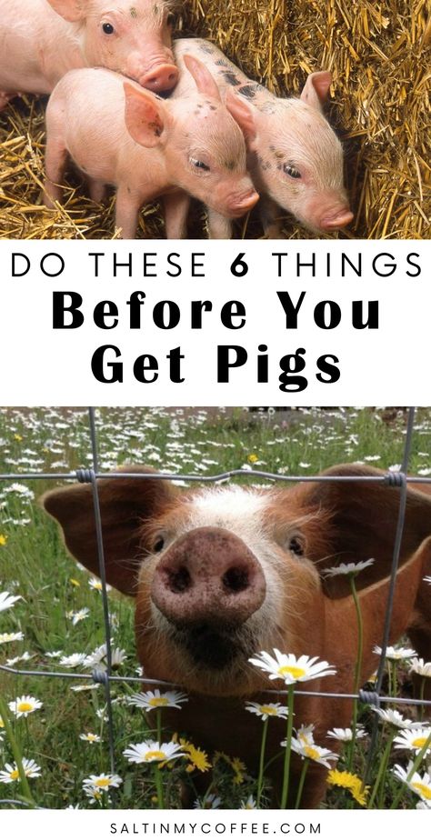 6 Things To Do Before Bringing Piglets Home - Salt in my Coffee Pig Breeds, Raising Pigs, Raising Farm Animals, Teacup Pigs, Pig Pen, Farm Plans, Future Farms, Mini Pigs