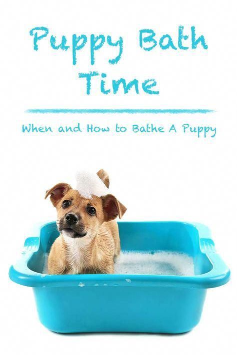 Caring for your dog requires hard work. You must be certain that you will have enough time to dedicate to him each and every day. You owe it to your dog and everyone else to teach your dog how to behave. Make sure you do your homework before getting a dog as it's for a lifetime. #positivereinforcementdogtraining Puppy Bath, Puppy Time, Dog Minding, Puppies Tips, Easiest Dogs To Train, Baby Bath Time, Dog Training Techniques, Dog Care Tips, Labrador Puppy