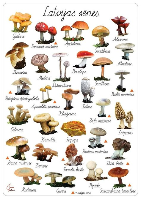 Mushroom Identification, Mushroom Varieties, Plant Sketches, Mushroom Benefits, Wreath Inspiration, Mushroom Drawing, Plant Fungus, Wall Art Botanical, Botanical Poster