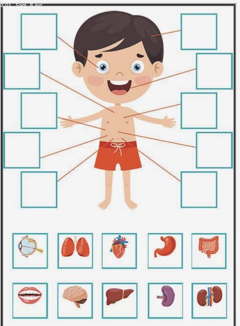 Body Worksheets For Kindergarten, Human Body Crafts, Body Parts Preschool Activities, Human Body Worksheets, Human Body Projects, Body Preschool, Human Body Activities, Body Parts Preschool, Biology Projects