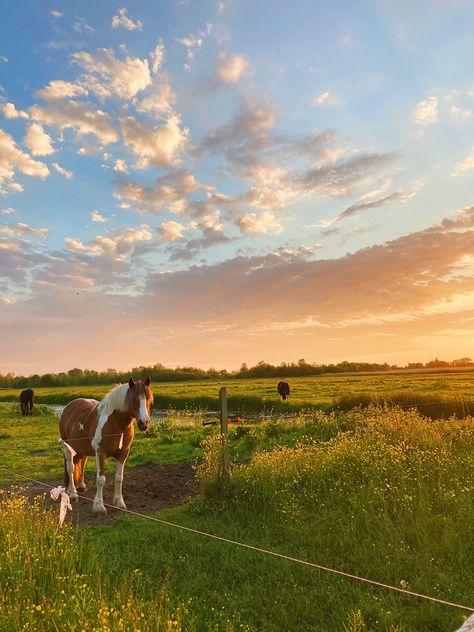 Horses In The Wild, Horse Sunset, Country Core, Free Horses, Farm Lifestyle, Horse Aesthetic, Ranch Life, Horse Life, Horse Pictures