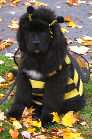 Thurber, Newfoundland puppy, Halloween bee costume Halloween Bee, Newfoundland Puppy, Socializing Dogs, Newfoundland Puppies, Dog Valentine, Newfoundland Dogs, Bee Dog, Bee Costume, Terra Nova